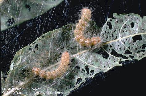 Fall webworm, <i>Hyphantria cunea,</i> larvae and their leaf-chewing damage exposed inside a silken tent.