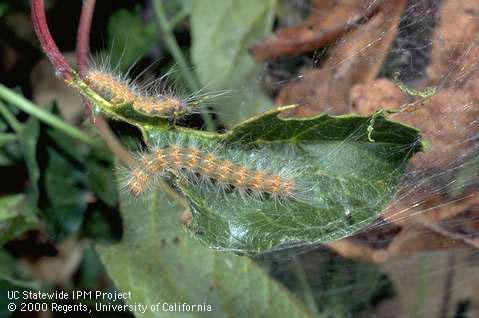 Larva of fall webworm.