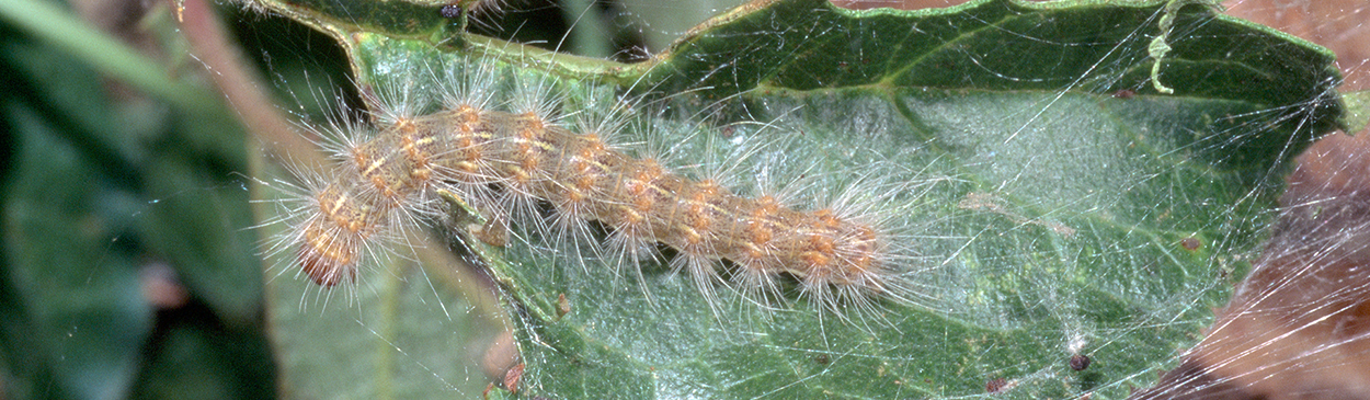 Larva of fall webworm.