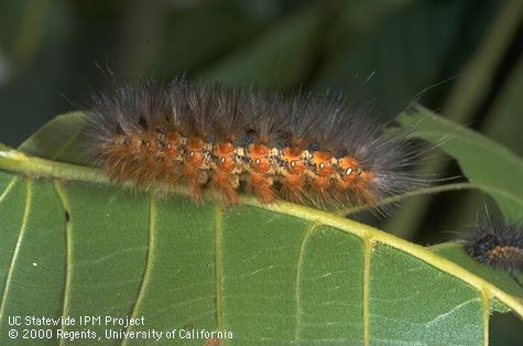 Late-instar larva of the fall webworm, <i>Hyphantria cunea,</i> on a walnut leaf on which it fed.