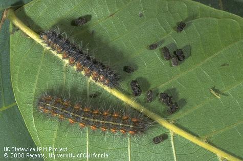 Middle-instar larvae of the fall webworm, <i>Hyphantria cunea,</i> and their dark frass (excrement) pellets.