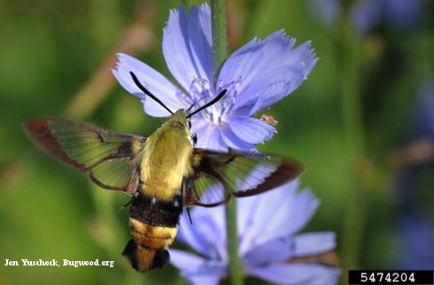 Adult bumble bee moth, or snowberry clearwing sphinx, <i>Hemaris diffinis</i>.