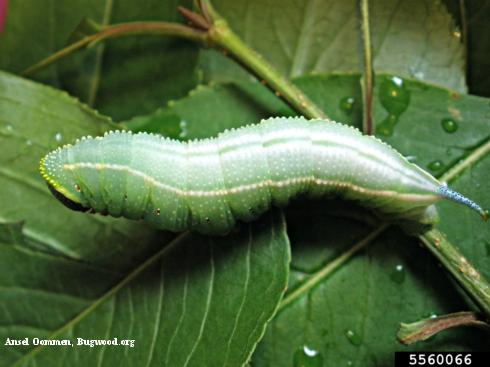 Larva (caterpillar) of bumble bee moth, or snowberry clearwing sphinx, <i>Hemaris diffinis</i>, feeding on viburnum.