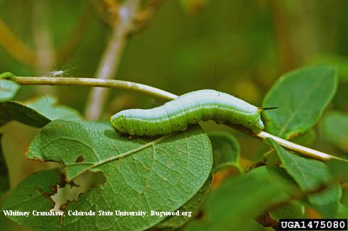 Larva (caterpillar) of bumble bee moth feeding on honeysuckle.