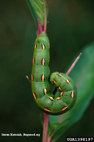 Larva of whitelined sphinx, <i>Hyles lineata</i>.