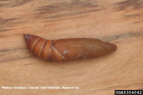 Pupa of whitelined sphinx, <i>Hyles lineata</i>. 