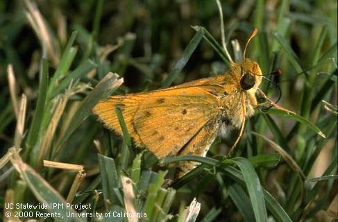 Adult fiery skipper on lawn grass.