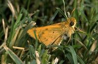 Fiery skipper