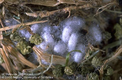 Cocoons of Apanteles hesperidivorus, a fiery skipper parasite.