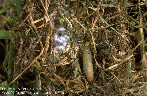 Cocoons of Apanteles hesperidivorus near fiery skipper pupa (center).