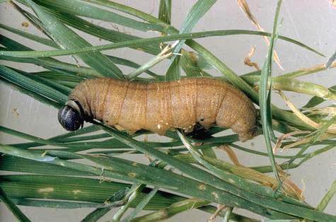 A skipper larvae.