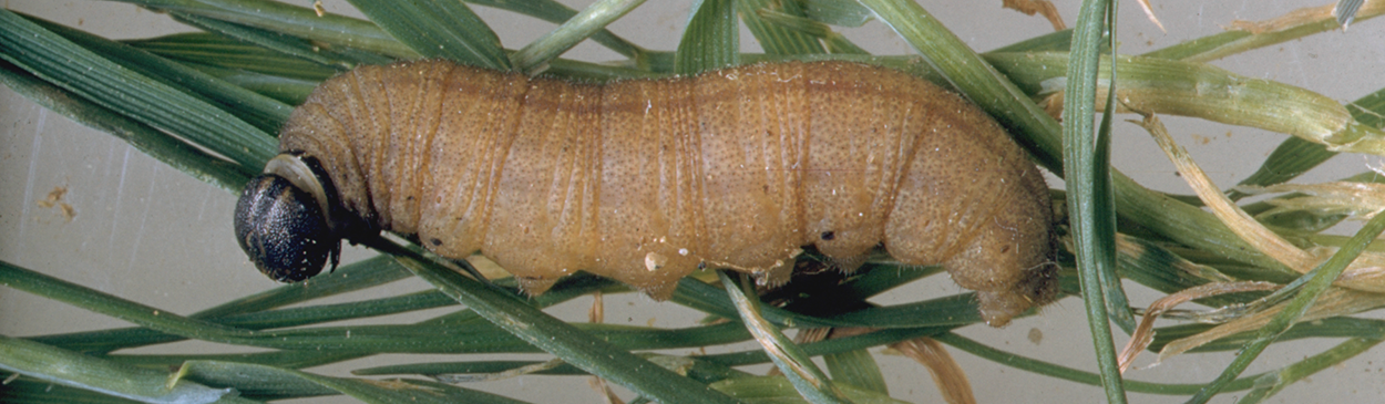 Skipper larva.