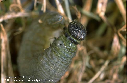 Fiery skipper larva.