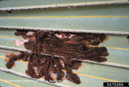 Palm leaf skeletonizer, <i>Homaledra sabalella,</i> excrement tubes in which the caterpillars are chewing on a palm frond.