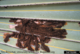 Larvae feed in brown tubes