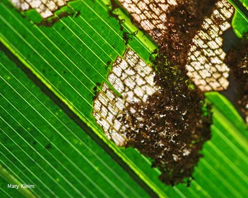 Brown frass (excrement) tube and chewing damage of palm leaf skeletonizer, <i>Homaledra sabalella,</i> larvae infesting cabbage palm, <i>Sabal palmetto.</i>.