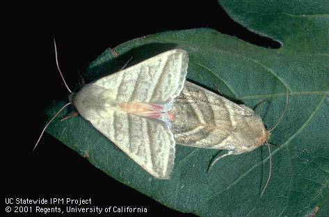 Adult tobacco budworm.