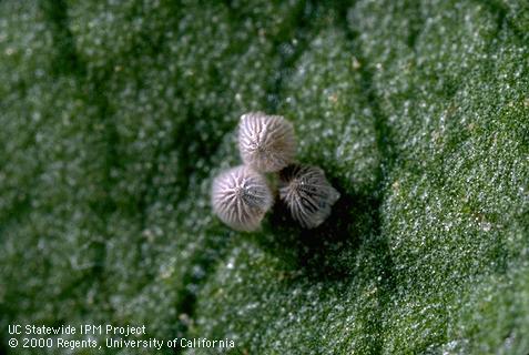 Egg of tobacco budworm.