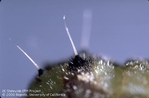 Key characteristic of tobacco budworm.