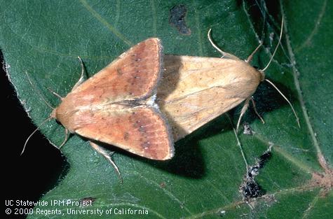 Adult corn earworm, cotton bollworm, tomato fruitworm.