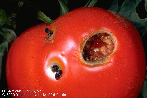 Crop damaged by corn earworm (cotton bollworm, tomato fruitworm).