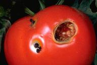 Tomato fruitworm damage