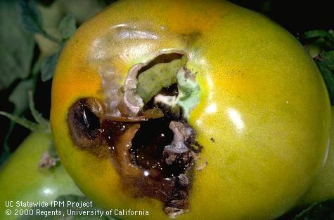 Crop damaged by corn earworm (cotton bollworm, tomato fruitworm).