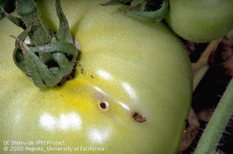 Crop damaged by corn earworm, cotton bollworm, tomato fruitworm.