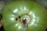 Tomato fruitworms often begin feeding under the calyx.