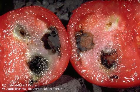 Crop damaged by corn earworm (cotton bollworm, tomato fruitworm).