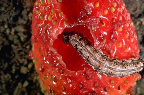 Crop damage by corn earworm, tomato fruitworm, cotton bollworm.