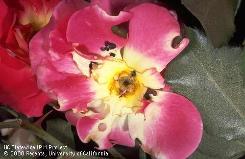 Bollworm frass and holes chewed in rose petals.