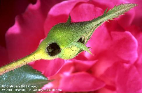 Rose bud with holes chewed by a bollworm.