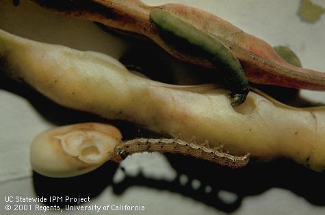 Armyworm and corn earworm feeding damage to bean pods.