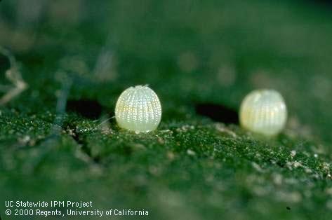 Corn earworm (cotton bollworm, tomato fruitworm) eggs.