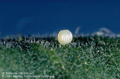 Recently laid corn earworm (cotton bollworm, tomato fruitworm) eggs.