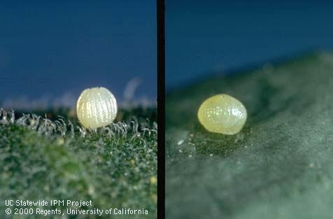 Egg of corn earworm (cotton bollworm, tomato fruitworm) on the left and egg of cabbage looper (right).