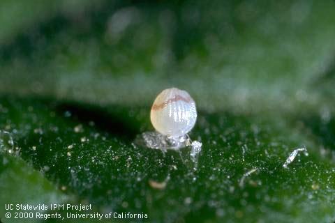 Egg of corn earworm, cotton bollworm, tomato fruitworm.