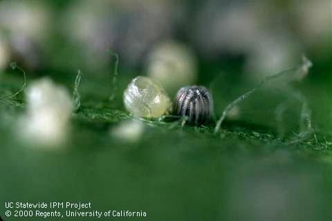 Egg of corn earworm, cotton bollworm, tomato fruitworm.