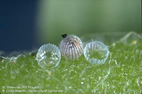 Egg of corn earworm, cotton bollworm, tomato fruitworm.