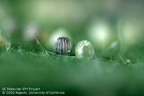 Eggs of corn earworm, <i>Helicoverpa zea</i>, blacken when parasitized by <i>Trichogramma</i> species (left). The pale egg was not parasitized and has a ragged, caterpillar-emergence hole.