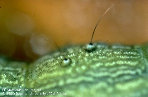 Key characteristic of corn earworm, cotton bollworm, tomato fruitworm.