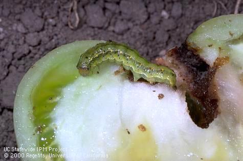 Larva of corn earworm, cotton bollworm, tomato fruitworm.