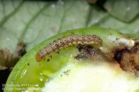 Corn earworm (cotton bollworm, tomato fruitworm) larva.