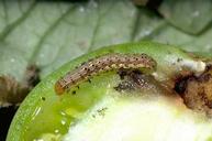 Tomato fruitworm damage