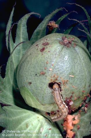 Larva of corn earworm, cotton bollworm, tomato fruitworm.