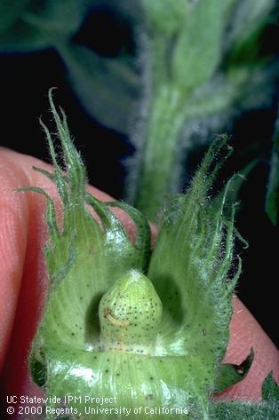 Larva of corn earworm, cotton bollworm, tomato fruitworm.