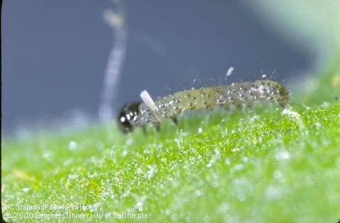 Larva of corn earworm, cotton bollworm, tomato fruitworm.