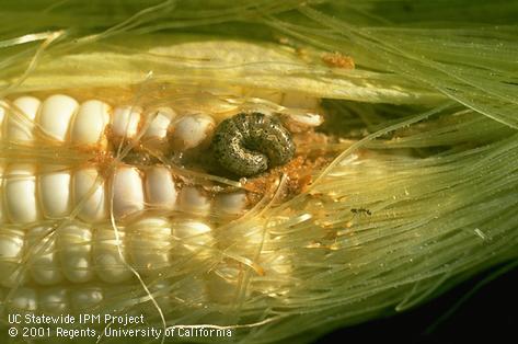 Corn earworm feeding on corn kernels.