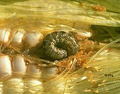 Corn earworm larva feeding on corn.